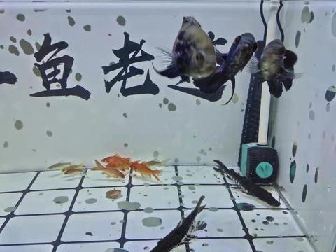 西安魚缸造景培訓(xùn)機(jī)構(gòu)排名前十名（西安魚缸造景培訓(xùn)機(jī)構(gòu)排名前十名有哪些）