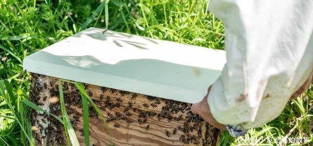 养蜂基础知识|盗蜂的预防及制止