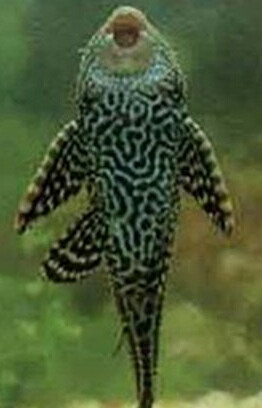 鱼缸壁总长绿苔怎么清理啊?