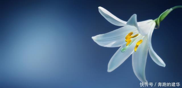 塔罗占卜:选出图中那朵最珍贵的花,测恋人对你