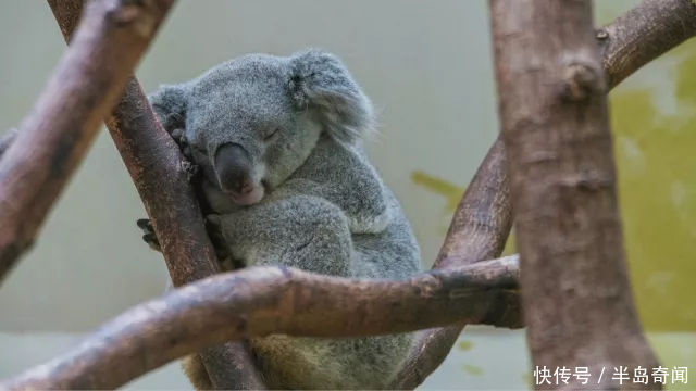 考拉在中国哪里有 t0136dfb59b8595d6c6.jpg?size=640x360