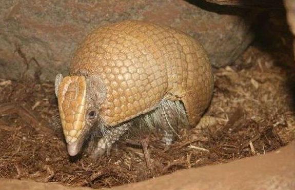 男子野外发现一颗球打算踢飞时发现有动静,当