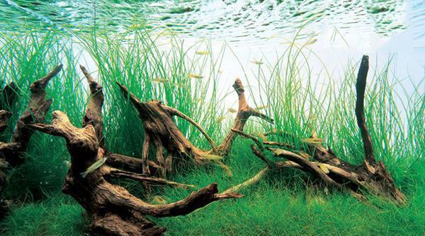 烏蘭浩特市海洋水族館（烏蘭浩特市水族館有幾個?）