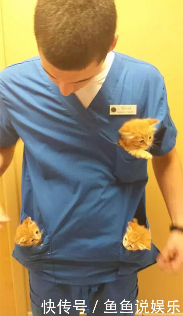 宠物医生成为最理想的职业,口袋里会长小奶猫