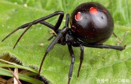 世界上最毒蜘蛛排名,非洲平头哥不敢惹他,你觉