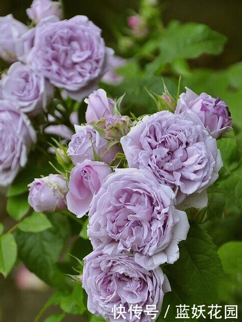 蓝妖:月季开花后如何施肥?至少50%的人做错了