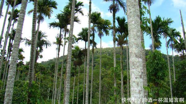趁着年轻 带上家人去海岛