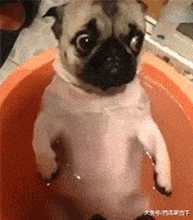 搞笑gif:我得不到的,你也别想拿到 - 360娱乐,你开心