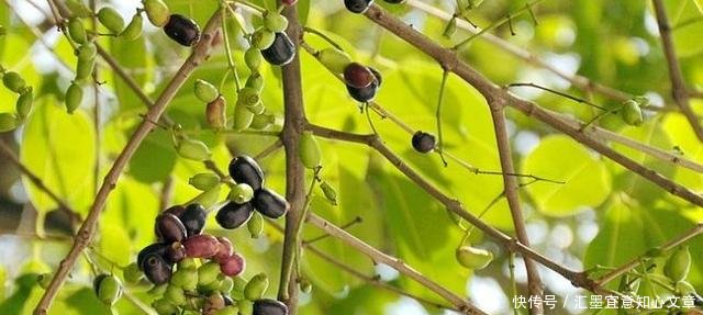 有一种果子,一听名字就觉得恶心,却卖40多元一