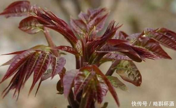 乡下这些常见的野菜,有没有营养,能不能食用农民要了解 大发888真人