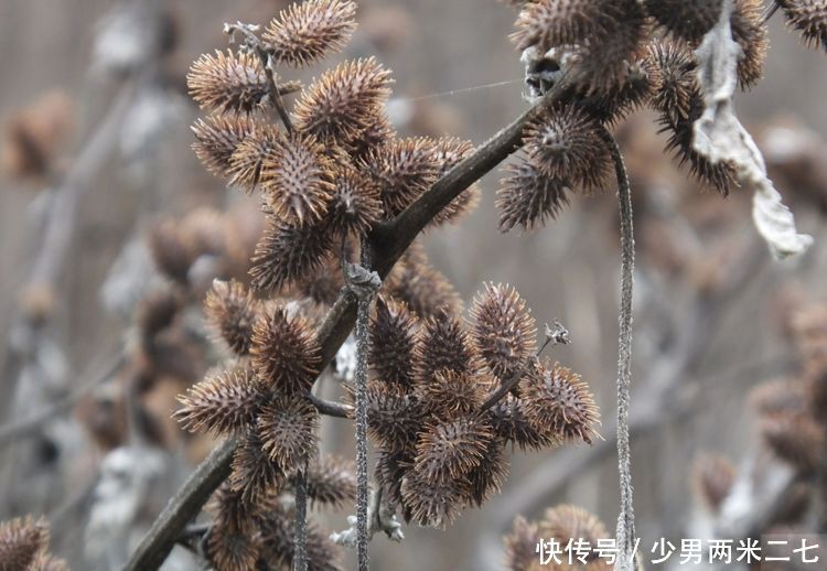 苍耳子散风除湿 通鼻窍善治鼻炎