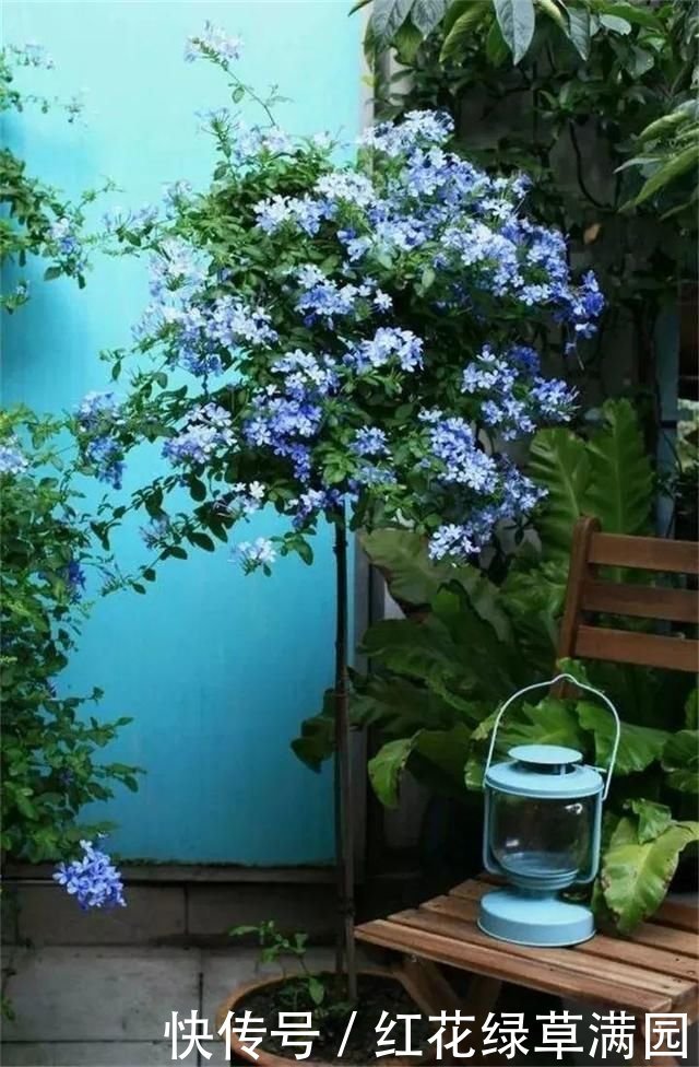 辽宁和新疆是受害者,首钢成背景,周琦是最大赢