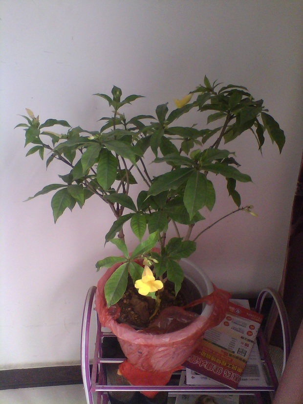 开黄花叶子像发财树是什么花?