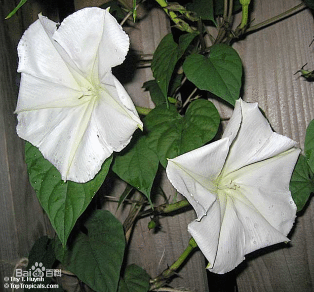 月光花开花有哪些特点