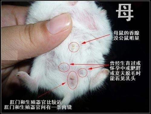 怎么辨别仓鼠的公母啊_360问答