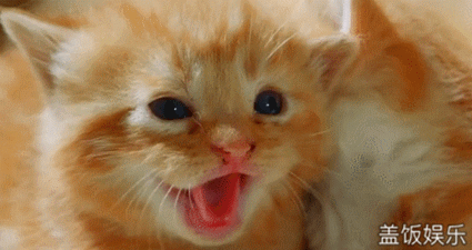 好奇心 正文  还有一个特别胖 如果在路上看见特别月半的猫咪,宠物君