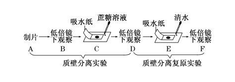 质壁分离中影响色素分布的结构是什么_360问答