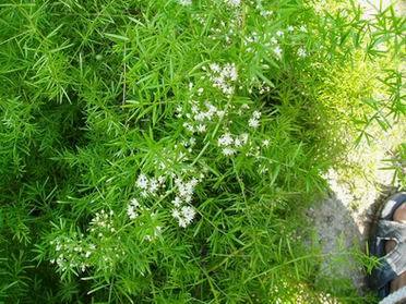 长花天门冬