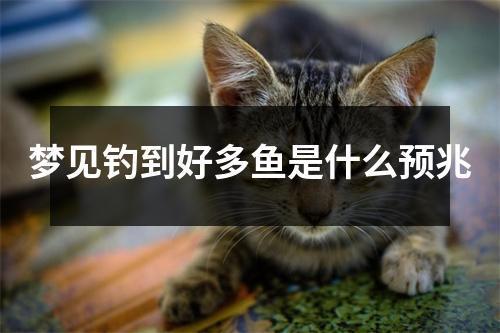 專門賣觀賞魚的地方叫什么名字呢英文(最近的賣觀賞魚的地方)