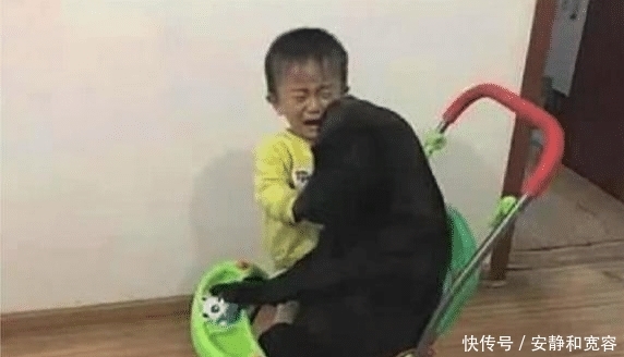 女主出门买菜,让狗狗陪三岁孩子玩,回来推门一看气的吐血 凯发国际官