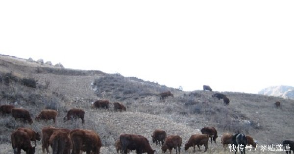 黄土高原成因公认的说法是风成说,民间还有个
