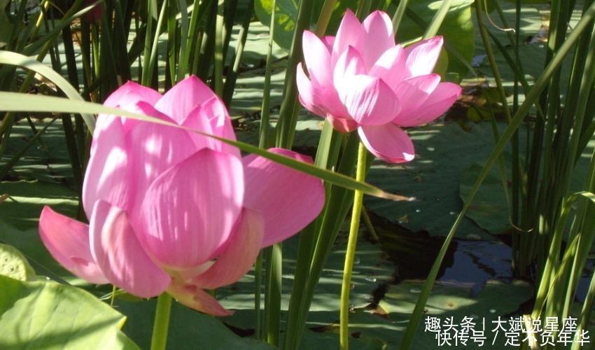 婚后最可怜的三大生肖女,一生都在为家人付出,到老也享不了清福 龙8国际手机pt网址
