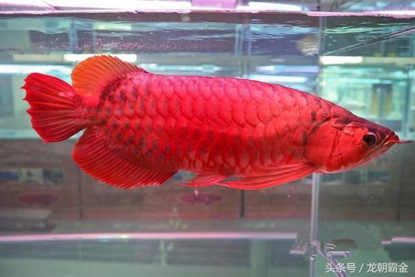 <strong><mark>arowana</mark></strong> in Novi Sad : <strong><mark>arowana</mark></strong> Paradise: A Comprehensive Guide to <strong><mark>arowana</mark></strong> in Novi Sad, Serbia