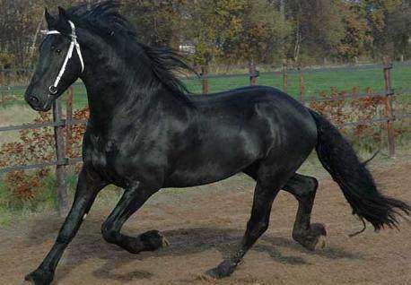 6月属马人的运势大好,越快越好打开看看!