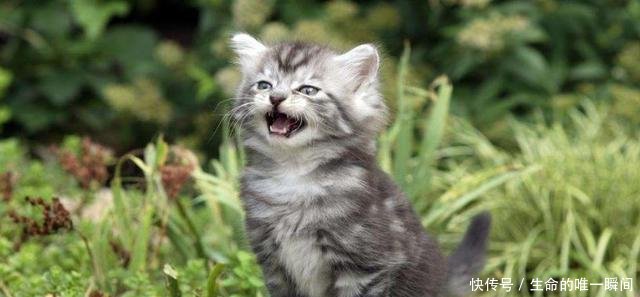 猫咪叫个不停怎么办,该如何让它安静下来!