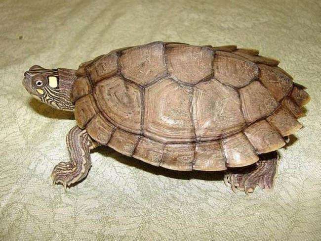 世界上十大最凶的乌龟, 第一名一不小心就能把