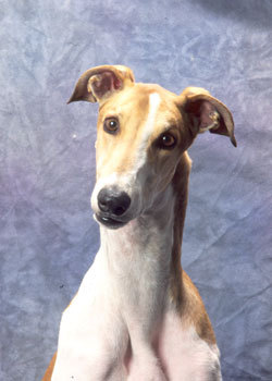 简介 全名:灵缇犬 英文名:italiangreyhound 类型:小型犬 分类:狩望