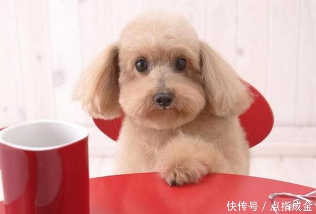 进入2018年，谁是属狗人的生肖贵人？