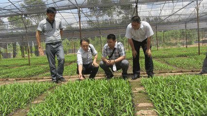 农民眼中的“摇钱树”, 像“姜”却比“姜”贵了几十倍