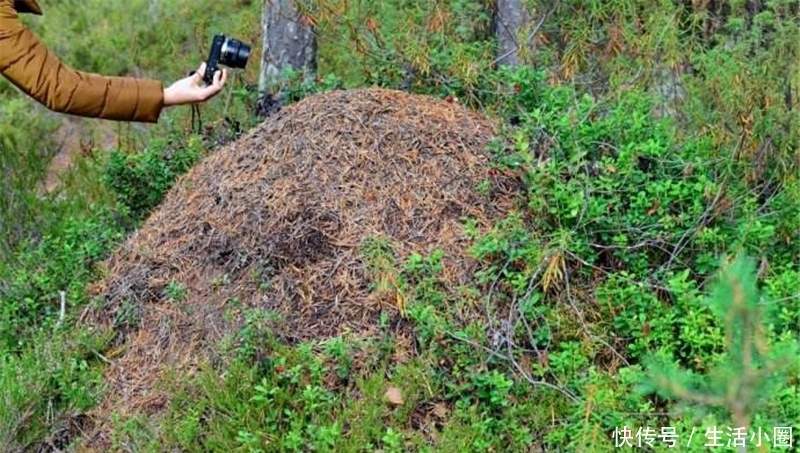 广西十万大山里,有一种蚂蚁用唾液建的蚁塔,最