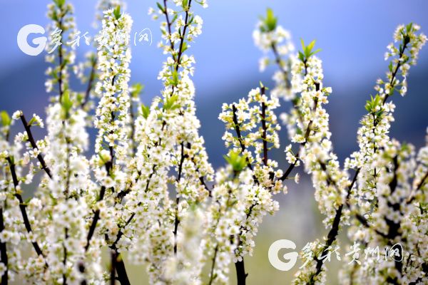 阳春三月!沿河南庄万亩李花吸引着众多游客前来游玩