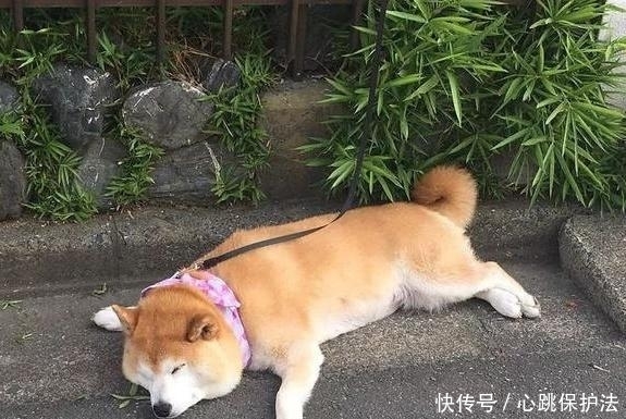 柴犬睡在马路边,主人给它打造了狗狗专属的小