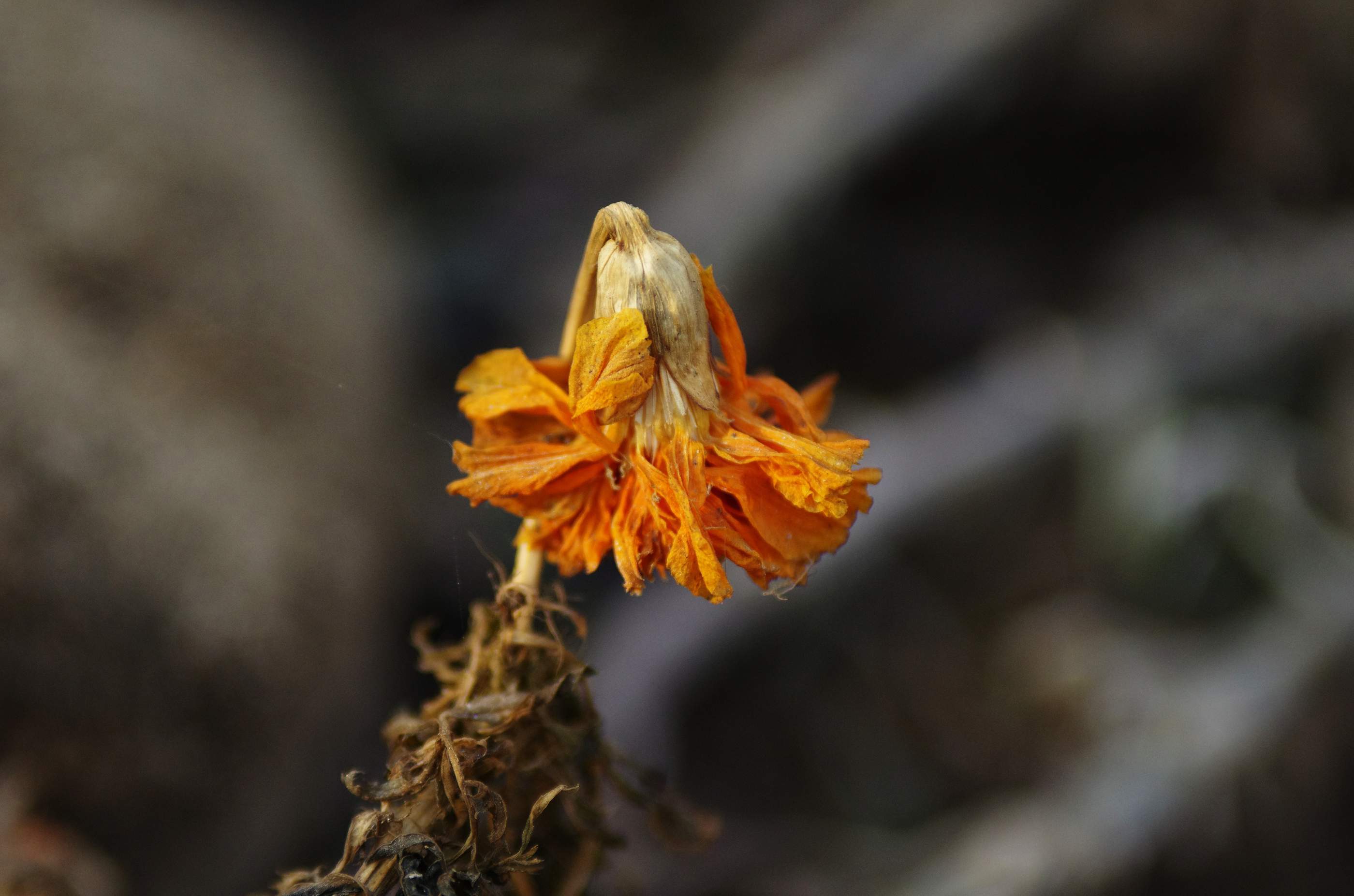 "明日黄花"原指重阳过后逐渐萎谢的菊花,后多比喻过时的东西.