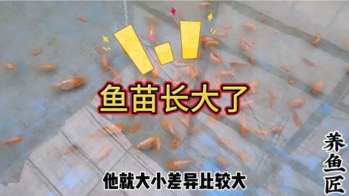 大缸改造魚缸好嗎視頻教程（大缸改造魚缸好嗎視頻教程全集）