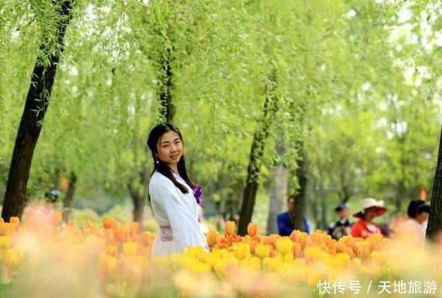 花卉摄影:醉人郁金香