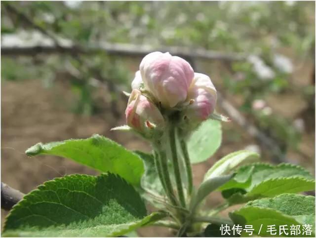 苹果树栽培技术｜苹果树自根砧分枝大苗的特点