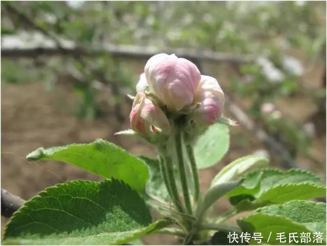 苹果树栽培技术|苹果树自根砧分枝大苗的特点