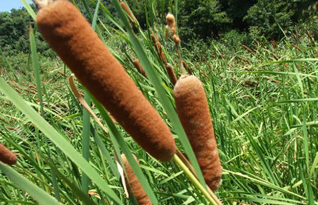 农村长有一宝,长得像带毛的“热狗”,一斤能卖好几块