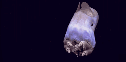 海底一万米以下到底生活着什么样的生物?