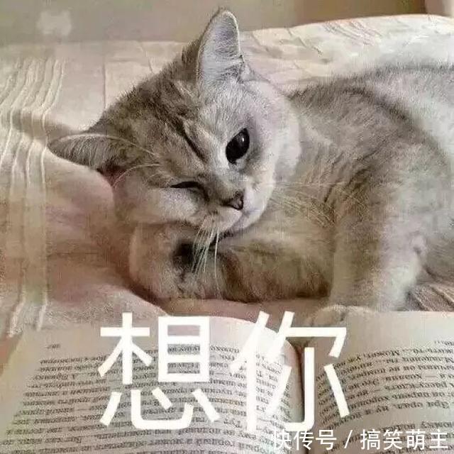 卖萌表情表情:你这个小可爱,电你喔猫咪包搞笑动漫下载大全图片