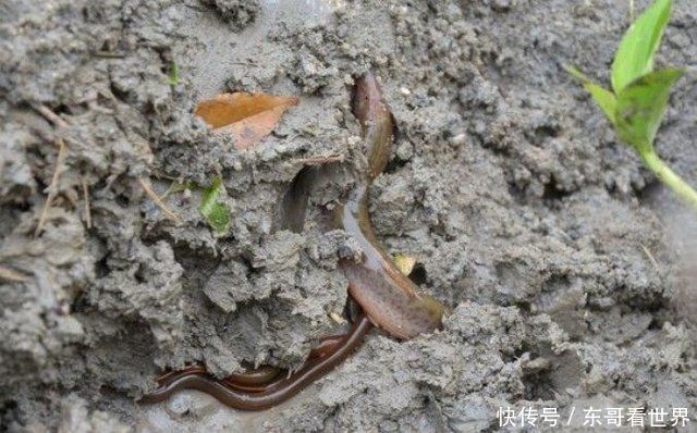 农村孩子在稻田挖泥鳅，却挖到一只宝贝，结果让他高兴不已