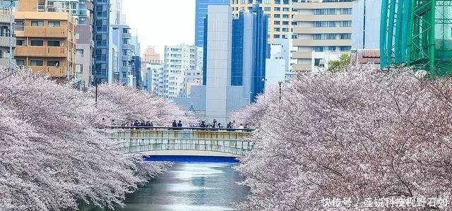 2019日本赏樱攻略6条樱花线,一片花瓣都不放