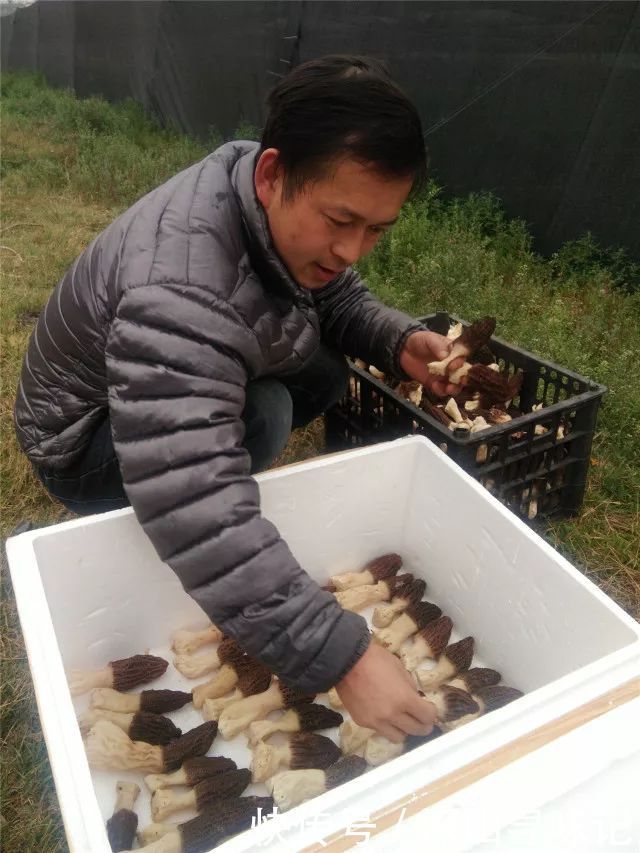 哪里购买羊肚菌 t014b6d466cc76adeb5.jpg