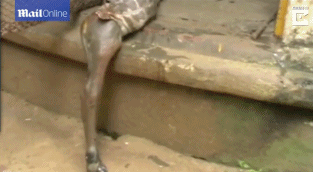 印度巨蟒生吞羚羊反胃一幕:体型太大整个吐出