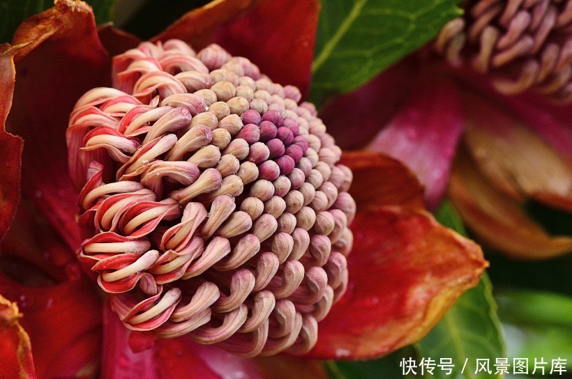 全世界最富贵华丽普蒂亚花,帝王花图片欣赏