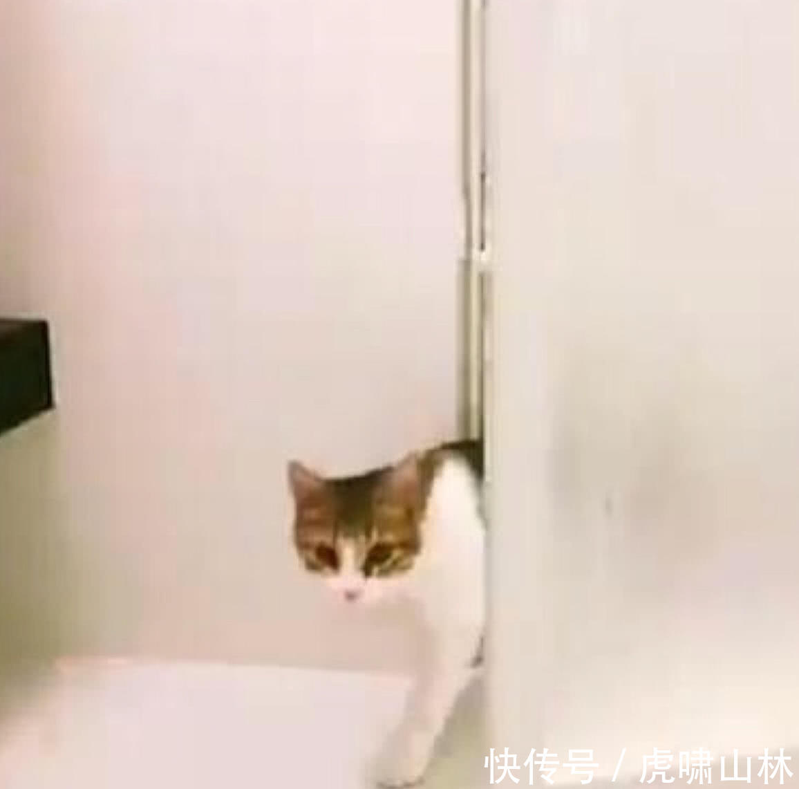 看到主人洗澡,猫咪站在浴室门口不肯离开,原因